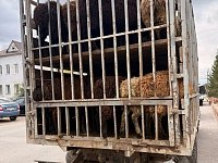 В Дергачёвском районе не допустили перевозку скота без надлежащей документации.