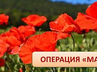 С 8 сентября по 17 сентября 2025 года на территории Саратовской области проводится второй этап межведомственной комплексной оперативно-профилактической операции «Мак - 2025»